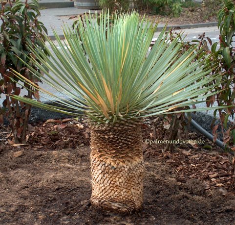 Yucca rostrata